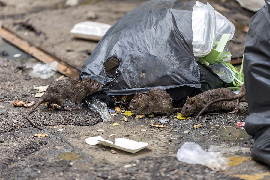 Three rats eating next to a black waste bag.