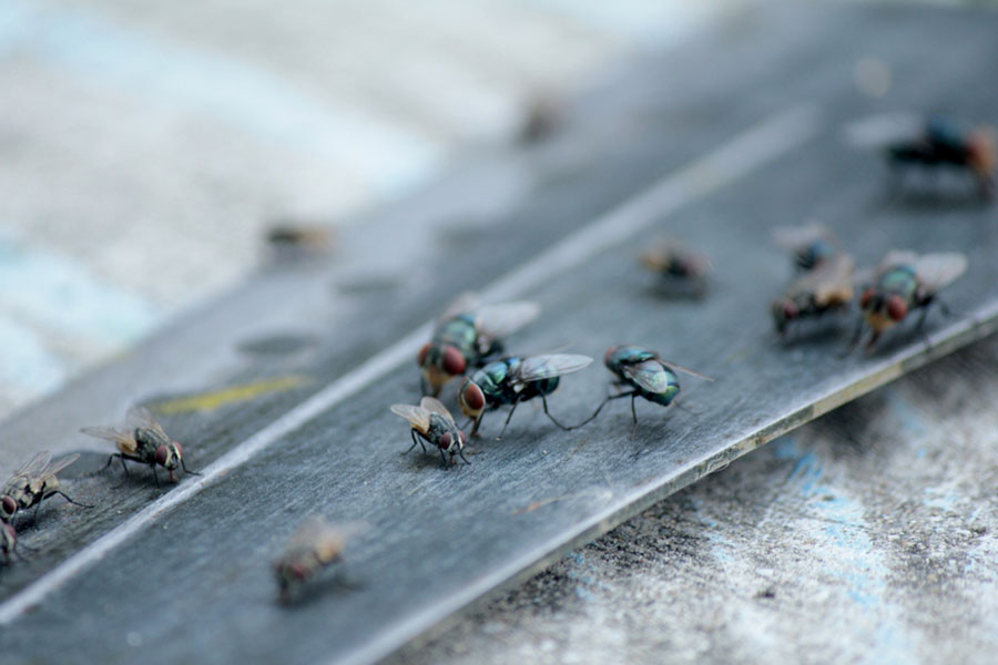 House flies sitting on a food preparation area