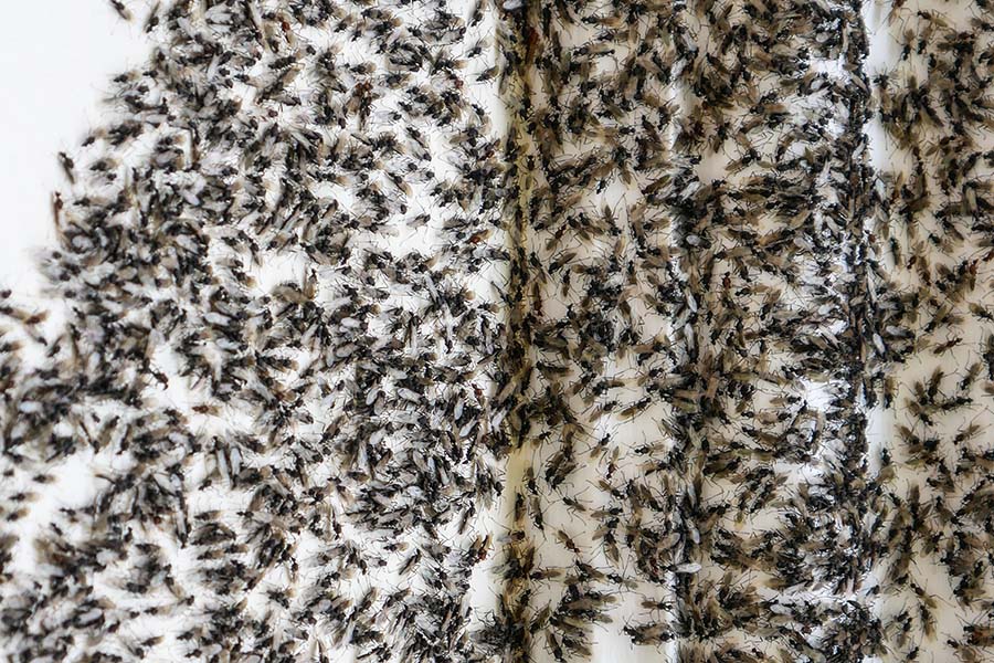 An infestation of flying ants in a domestic property