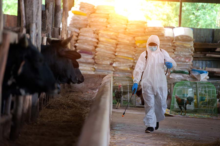 Disinfecting to stop the spread of avian flu at a farm.