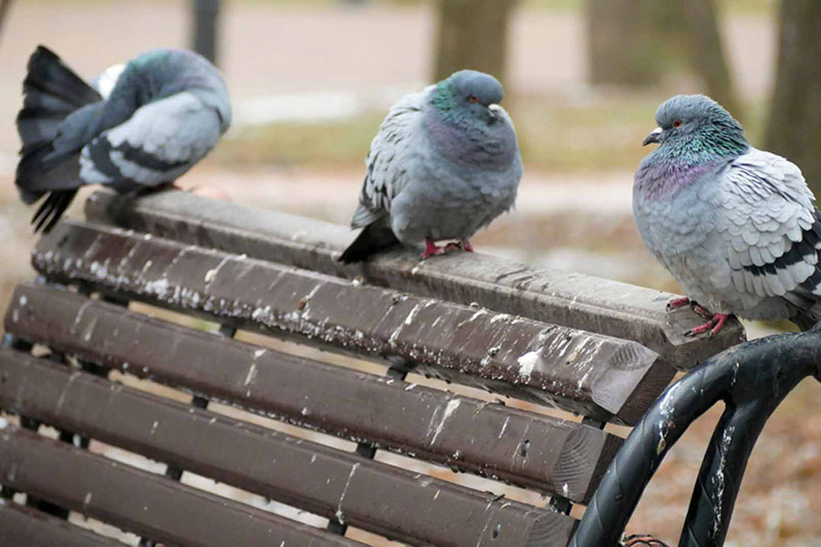 https://www.ultimaenvironmental.com/wp-content/uploads/2023/05/pigeon-guano-bench-900x600-1.jpg