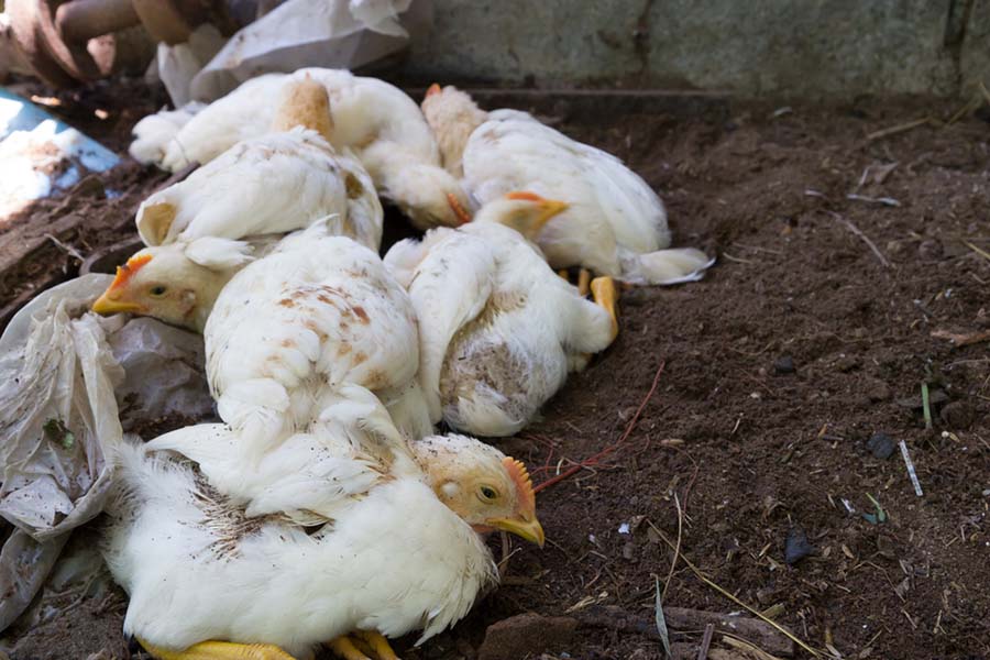 Poultry suffering from avian flu