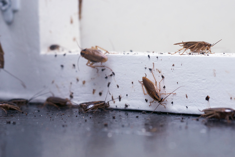 A lot of cockroaches are sitting on a white wooden shelf.