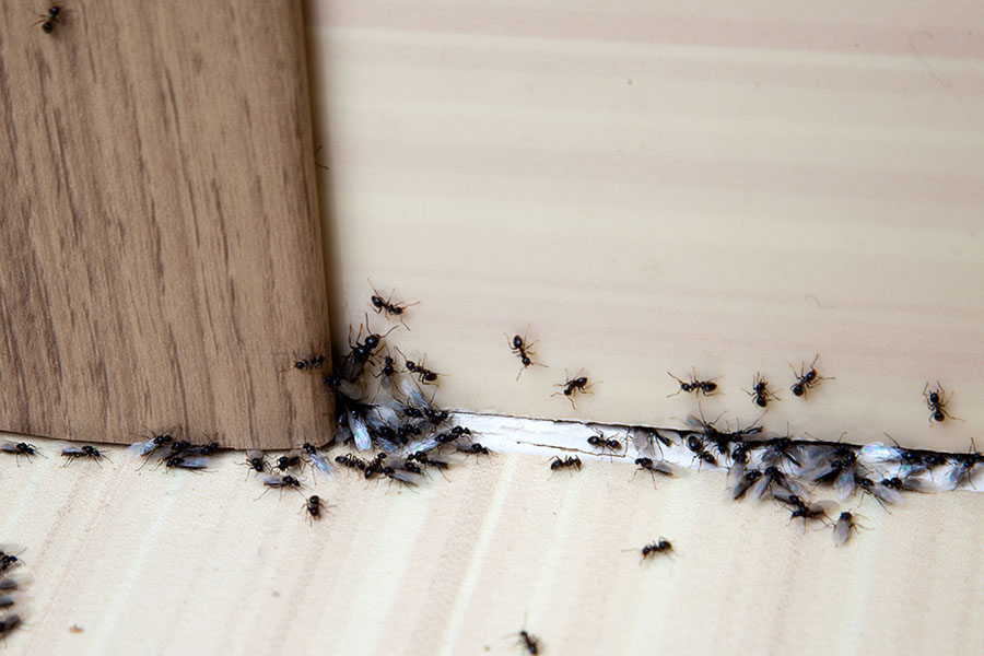 An infestation of flying ants gathered at the bottom of an indoor wall